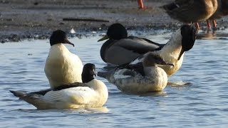 Tracze  Common mergansers [upl. by Anirat]