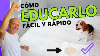 Cómo ENTRENAR a tu CACHORRO RAPIDO Resultados desde 1r día [upl. by Crescantia56]