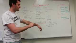 Collagen Types and Synthesis Pathway [upl. by Tyrus503]