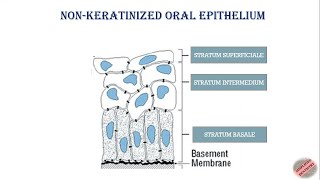 Nonkeratinized Oral Epithelium Oral Mucous Membrane bds dental dentistry dentistryworld oral [upl. by Zarah113]