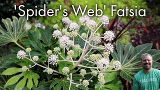 Fatsia japonica Spiders Web [upl. by Stockton]