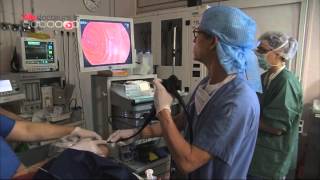 Maux destomac  la fibroscopie indispensable au diagnostic  Allô Docteurs [upl. by Aleck]