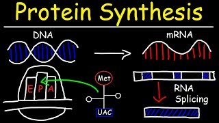 Transcription and Translation  Protein Synthesis From DNA  Biology [upl. by Fayola573]