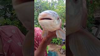 😱 pulasa fish  in my village 6kg fish  🐟🐠 [upl. by Max]