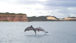 Praia dos Golfinhos em Pipa  RN [upl. by Fording278]