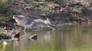 Hoopoe and Squacco Heron near Kilmore Quay Ireland [upl. by Philemon]