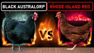 Black Australorp vs Rhode Island Red  Two Best DualPurpose Chicken Breeds for Free Range Farming [upl. by Stevena]