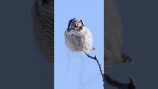 A Northern Hawk Owl in Northern Maine [upl. by Aneba]