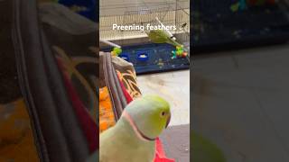 Baby preening its feathers baby parrot shorts cute funny [upl. by Anak]