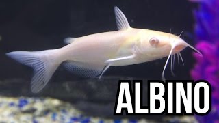 Albino Channel Catfish [upl. by Neva]