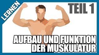 LERNEN 1  Aufbau und Funktion der Muskulatur 💪🏼Aktin  Myosin Bewegung im Sarkomer [upl. by Foulk860]