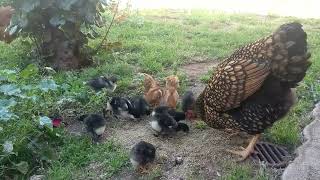 Golden Laced Wyandotte Broody Hen with her Baby Chicks [upl. by Idnym]