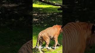 Royal bengal tigris tigers zoo subscribers subscribemychannel royalbengaltiger [upl. by Emlin]