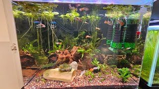 This is how I set up my Dennerle 55L145 US gals Nano Aquarium [upl. by Eilac]