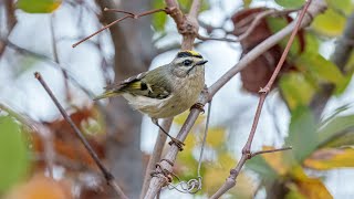 GoldenCrowned Kinglet Sony A1Sony Alpha1 4k [upl. by Lexa]