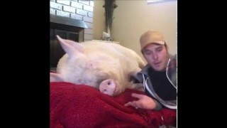 How Esther The Wonder Pig Got Her Name [upl. by Hareema]