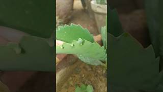 Ajowan Caraway plants videosbeauty of nature [upl. by Anirba187]