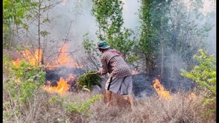 Grave incendio en el santuario Plex nada con Chispas [upl. by Idisahc]