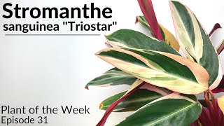 How To Care For Stromanthe sanguinea quotTriostarquot  Plant Of The Week Ep 31 [upl. by Giselbert639]