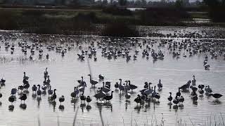 Sacramento National Wildlife Refuge [upl. by Denby894]