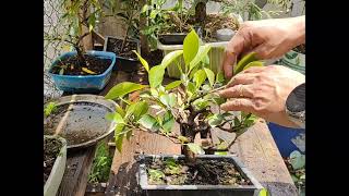 Ficus  Bignonia y Granada  dandole forma y podando [upl. by Amoritta982]