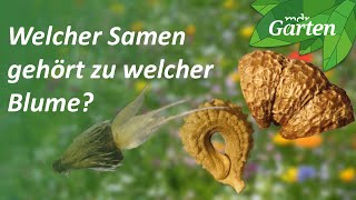 Saatgut bestimmen Welche Blume wächst aus welchem Samen  MDR Garten [upl. by Cartan]