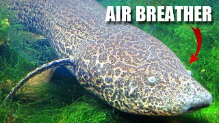 Lungfish Facts an AIRBREATHING Fish 🐟 Animal Fact Files [upl. by Yticilef600]