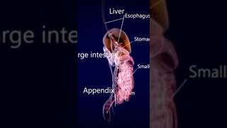 Digestive system organs • Anatomy [upl. by Consuela216]