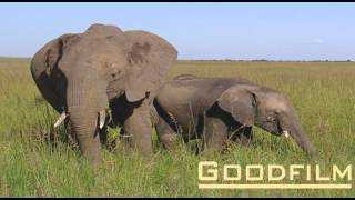 Animals of Kenya 3  Elephants of Massai Mara [upl. by Genet878]