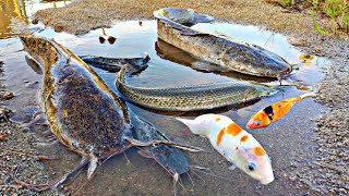 Menangkap ikan lele raksasa ikan koi ikan hias ikan cupang ikan sapu sapu aligator lobster [upl. by Jolyn642]