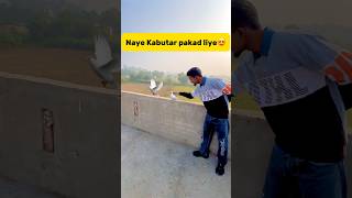 Naye kabutar🕊️ pakad liye😍 petlover minivlog pigeon budgiesfam kabutar birds kabutarbazi [upl. by Ariajay]