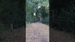 Woodland walk with Owl  Lee Valley Park  England [upl. by Chancey]