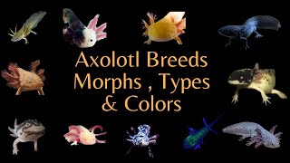 All the Axolotl Breeds  Colors amp Morphs  Videos [upl. by Eenrahc]