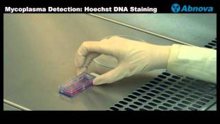 Mycoplasma Detection Hoechst DNA Staining [upl. by Eterg809]