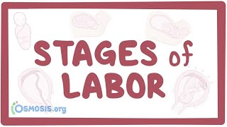 Stages of labor  physiology [upl. by Surtimed593]