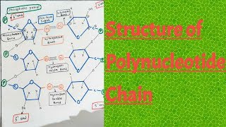 Structure of polynucleotide chain class 12 Molecular basis of inheritance [upl. by Aliel888]