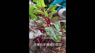 Harvesting home grown silverbeet [upl. by Nawiat]