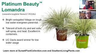 Trending Now Platinum Beauty Lomandra [upl. by Fulbert822]