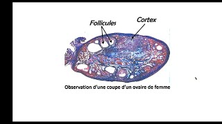 Bac math et sc  SVT  EP8  la foliculogenese 2 [upl. by Erdnoid121]