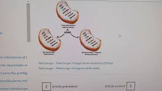 Bénéfice longévité de la mélatonine via les mitochondries part 1 de 2 [upl. by Otrebla]