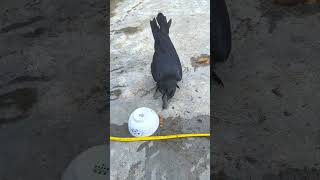 The activities of the special whitefeathered crow 43 birds crow shorts video funny [upl. by Tabshey901]