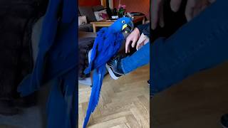 Hyacinth Macaw Facts 🦜🦜 [upl. by Rubens253]