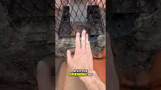 Keep Animals Out of Dryer Vents Simple Cage Solution dryer [upl. by Oigolue810]