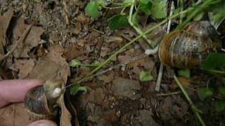 Snails Mating  Helix aspersa Reproduction [upl. by Anitroc]