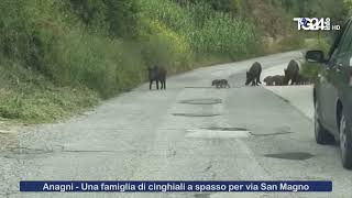 Anagni  Una famiglia di cinghiali a spasso per via San Magno [upl. by Aseretairam]