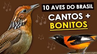 As 10 AVES com CANTOS MAIS BONITOS DO BRASIL  Pássaros brasileiros com cantos maravilhosos [upl. by Damales112]