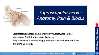 Suprascapular Nerve Anatomy Pain Blocks and Treatment [upl. by Drahsar]