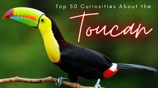 Top 50 Curiosities About the Toucan [upl. by Anelas]