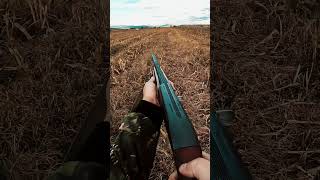 quail hunting drahthaar killshot shorts huntingmemories slowmotion ნადირობა მწყერი [upl. by Herzog]