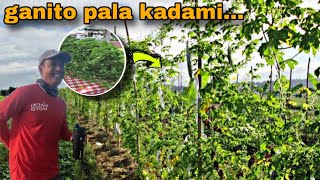 P2TALBOS NG AMPALAYA SA ISANG HEKTARYA [upl. by Ethelin]